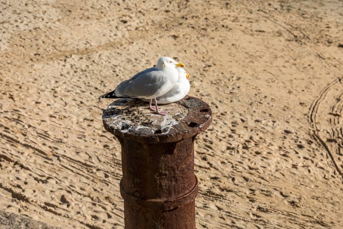 Seagulls