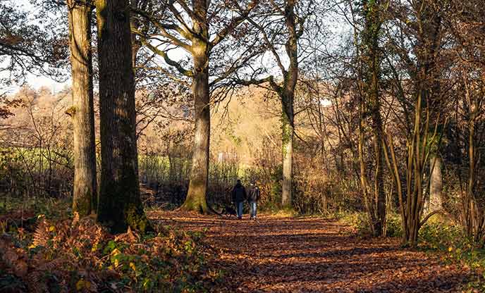 Ashdown Forest