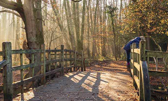 Ashdown Forest