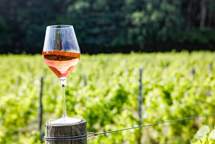 A glass of rose in the vineyard at Seddlescombe Organic Vineyard