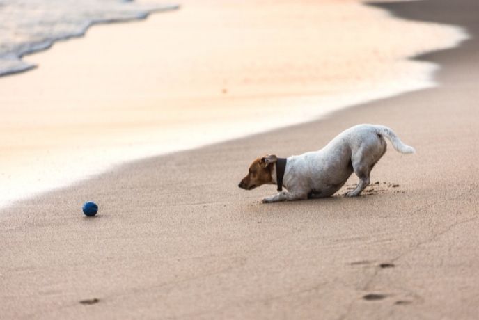 A dog playing with a ball on the shoreline at Carbis Bay