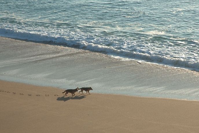Two dogs running along the shoreline at Loe Bar