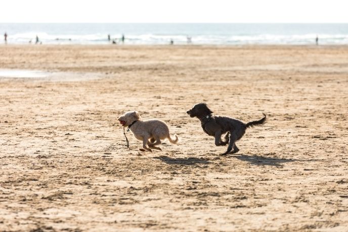 Two dogs running on the beach at Mawgan Porth