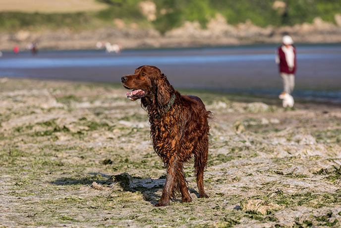 A dog on the beach at Par in Cornwall