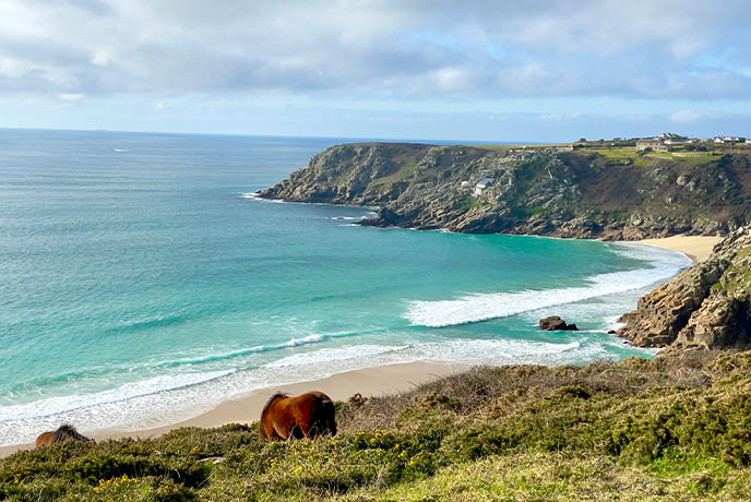 Ponies grazing on the cliffs above Pedn Vounder and Porthcurno