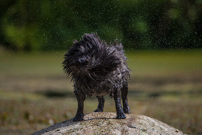 A dog shaking off some water