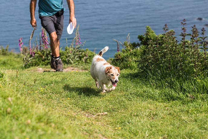 A man walking a small dog on the south east coast path with the sea behind