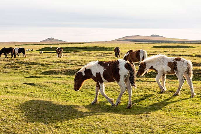 Wild ponies grazing on Bodmin Moor in North Cornwall