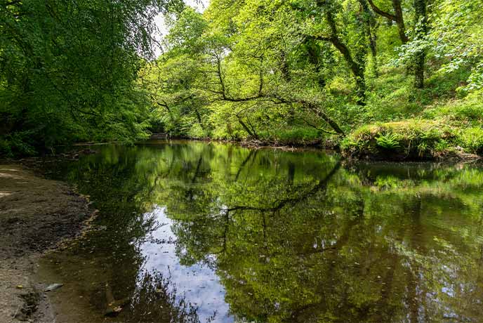 Rich green trees overlooking the tranquil stream along River Camel in Cornwall