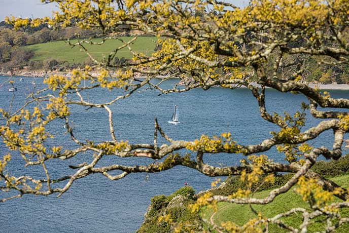 Looking through the branches of a tree at a sailing boat on the Helford River
