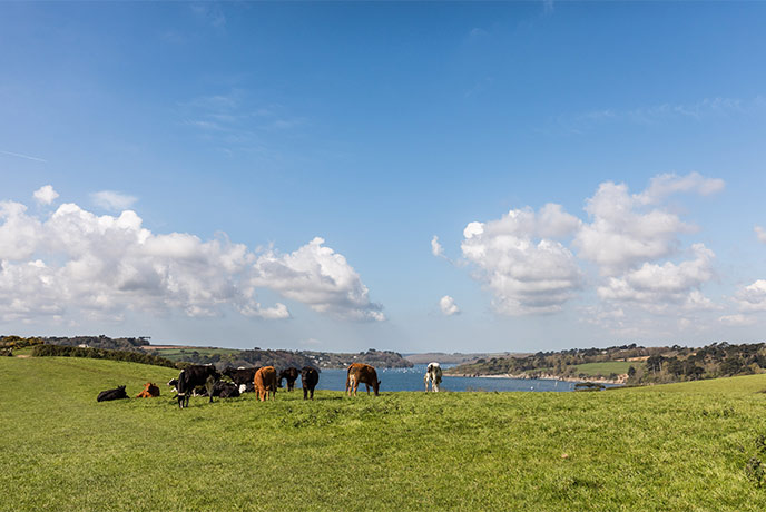 A herd of cows grazing in a field above the Helford River