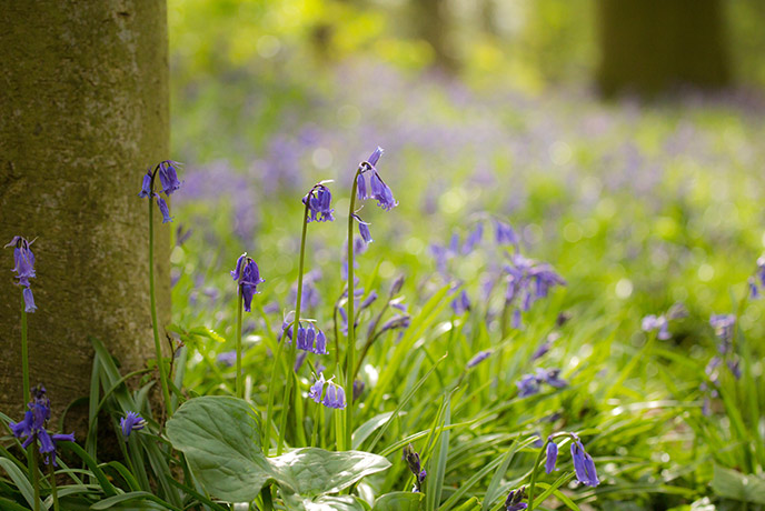 Dainty bluebells growing all around a Cornish wood