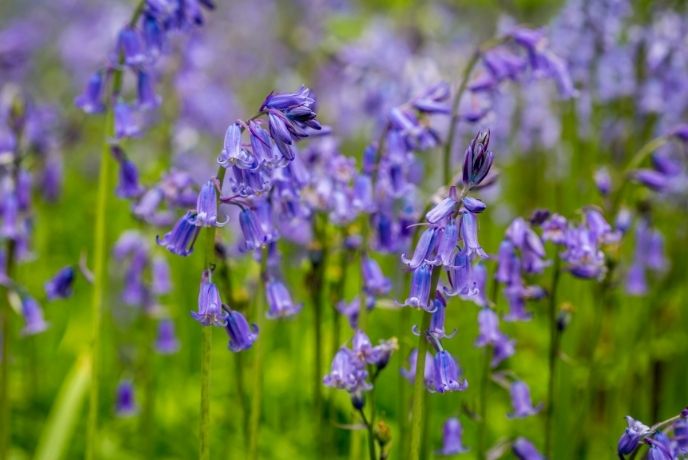 A close up of some Cornish bluebells
