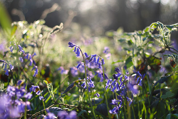 A collection of bluebells in a Cornish wood at sunset