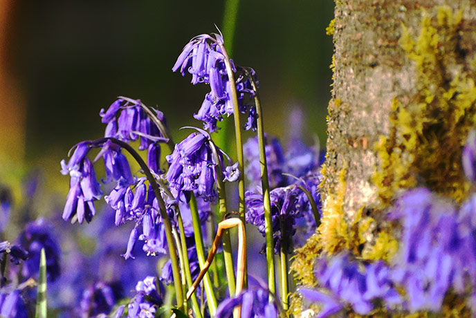 Bluebells growing happily at the base of a tree in Cornwall