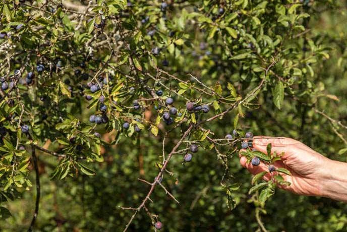 Someone forraging sloe berries in Cornwall