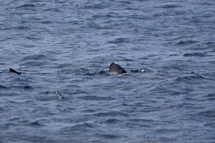 The fins of a basking shark visible in the Cornish sea