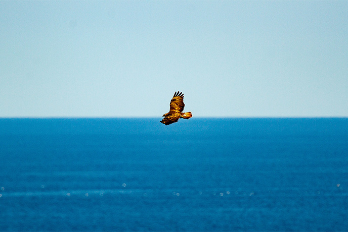 A bird of prey flying over the sea in Cornwall