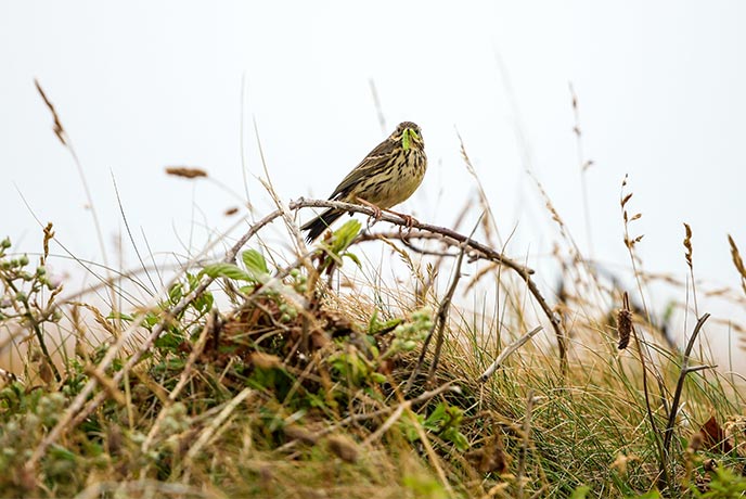 A rock pipit sitting amongst the foliage in Cornwall with a caterpillar in its mouth