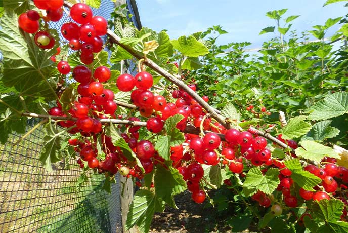 Redcurrants growing at Chyreen Fruit Farm in Cornwall
