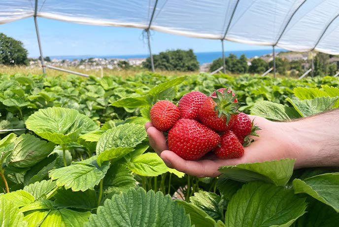 Someone with a handful of  strawberries at Boddington's Berries in Cornwall