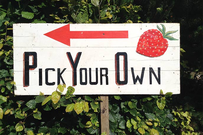 A wooden sign reading 'pick your own' at Mitchell Fruit Garden in Cornwall