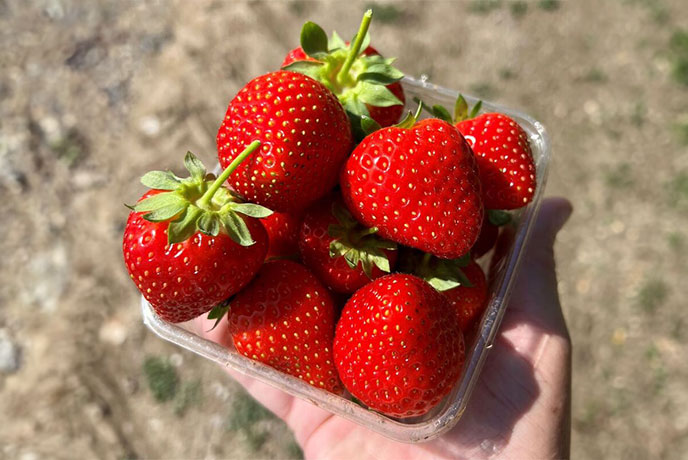 Someone holding a punnet of strawberries at Trevathan Farm in Cornwall