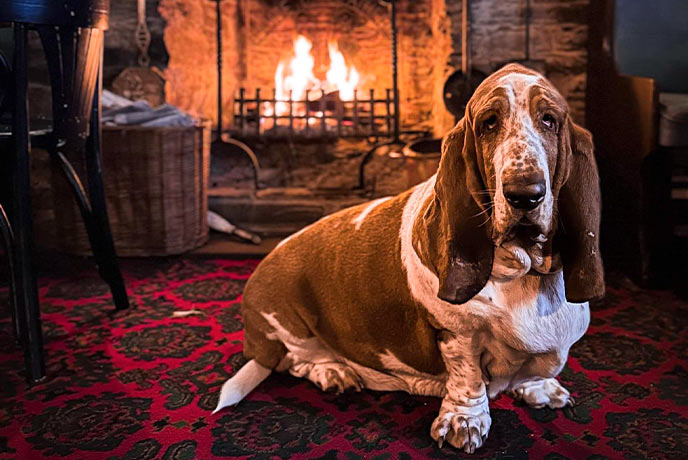 A dog sitting in front of the fireplace at the Plume of Feathers on the Roseland Peninsula