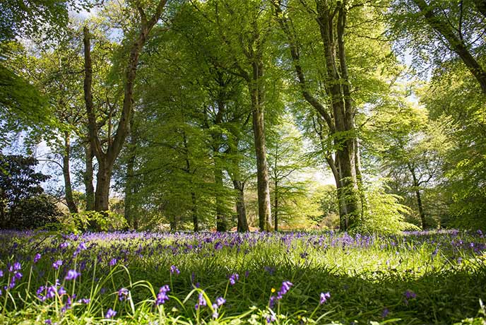 The beautiful bluebell woods at Caerhays Estate in Cornwall
