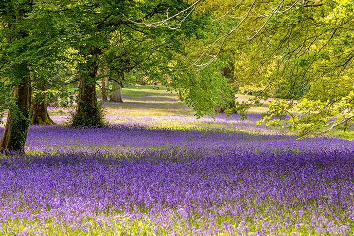 A carpet of bluebells amongst the trees at Enys Gardens