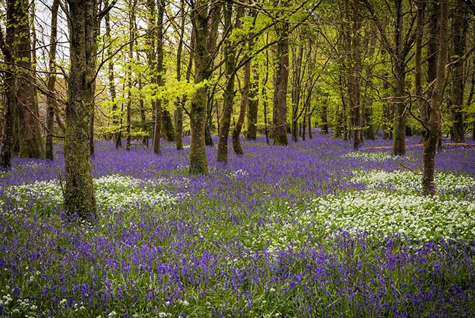 The beautiful bluebell woods at Lanhydrock in spring