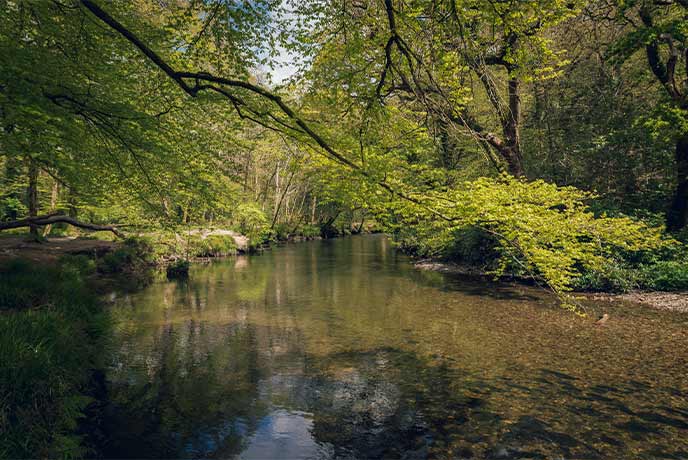 The pretty wooded river at Respryn near Lanhydrock in Cornwall