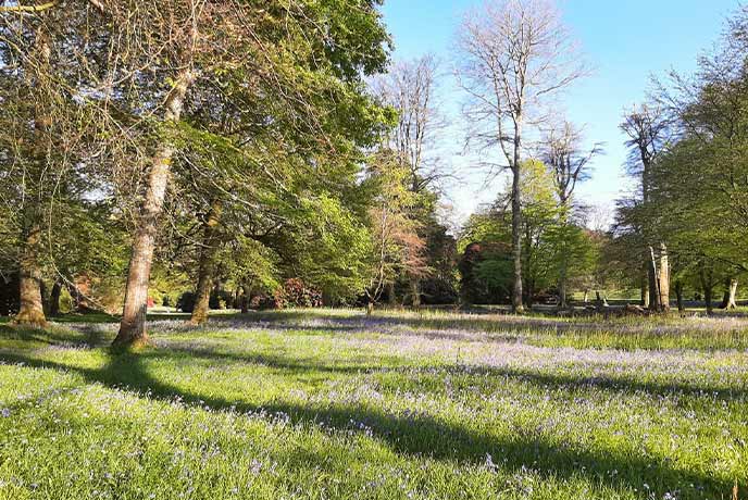 A wide open field full of bluebells at Pencarrow House and Gardens