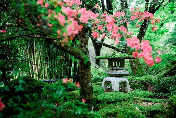 Serene moss covered stones and flowering trees create an peaceful scene at The Japanese Garden in Cornwall