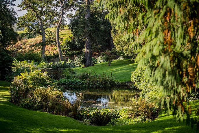 A pretty garden pond surrounded by trees at Tregothnan in Cornwall