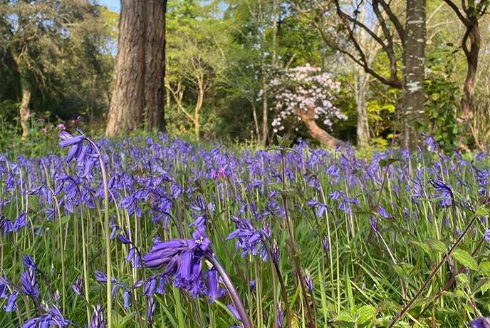 Dainty bluebells growing all around at Trewithen Estate in Cornwall
