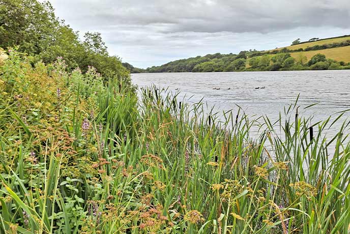 Looking through a grassy slope at the waters of Porth Reservoir in Cornwall