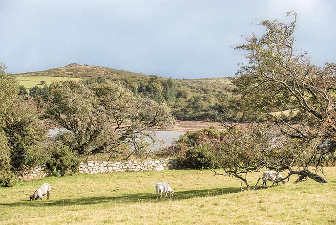 Sheep grazing in a field with Sibblyback Lake in the background