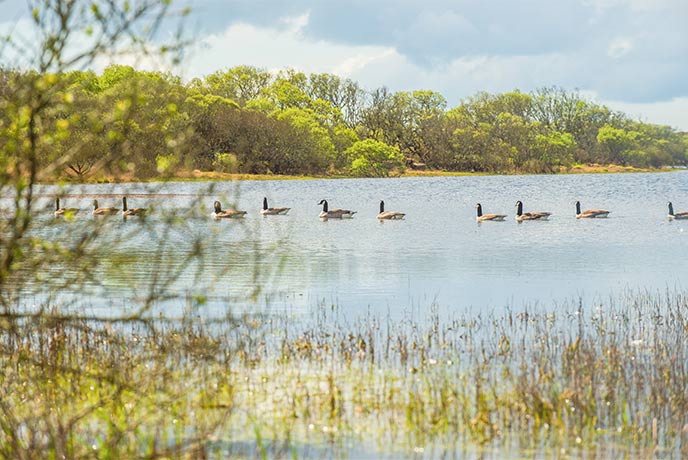 A line of ducks swimming across Stithians Reservoir in Cornwall