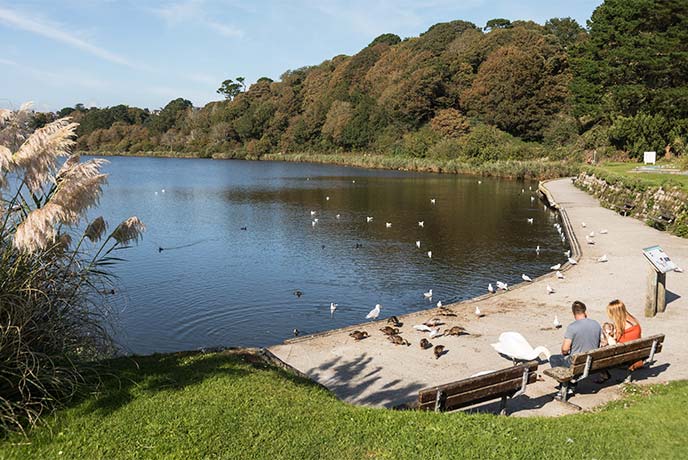 A couple and a baby feeding ducks and swans by the side of Swanpool Lake in Cornwall