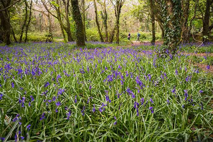 A carpet of bluebells beneath the trees at Tehidy Woods with people walking in the background