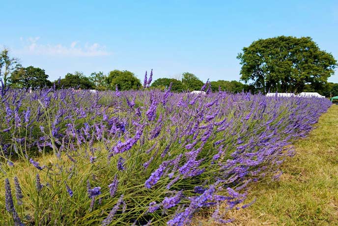 A beautiful lavender field at Meaders Farm Lavender in Cornwall