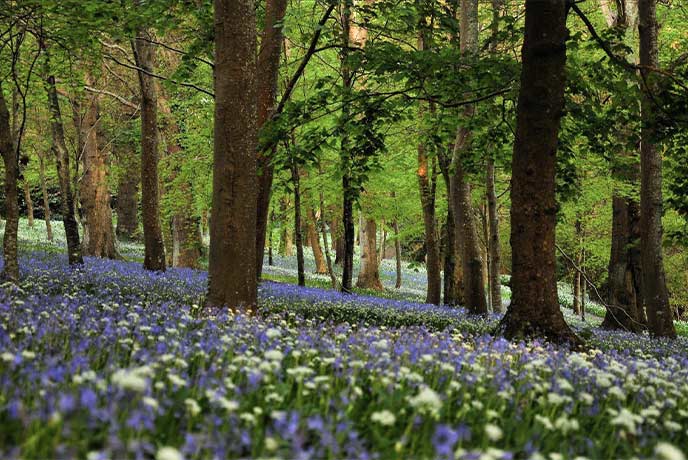 The beautiful bluebell woods at Antony Woodland Gardens