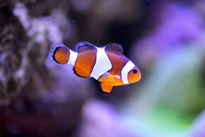 A clown fish swimming in a tank at Blue Reef Aquarium in Newquay
