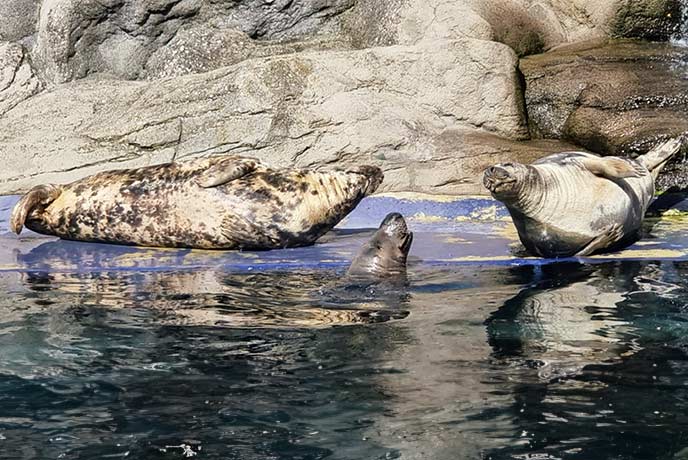 Three seals playing in a pool at the Cornish Seal Sanctuary near the Helford River in Cornwall