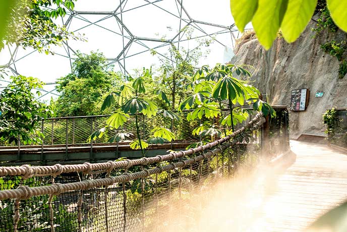 A bridge surrounded by tropical rainforest plants and steam in the rainforest biome in the Eden Project