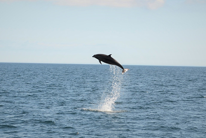 A dolphin jumping out of the water during a boat trip with AK Wildlife Cruises Falmouth