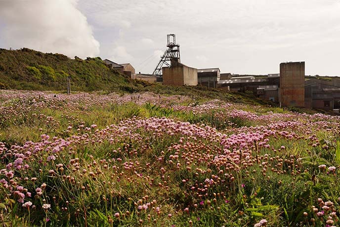 Looking across flower-dotted fields at Geevor Tin Mine in West Cornwall