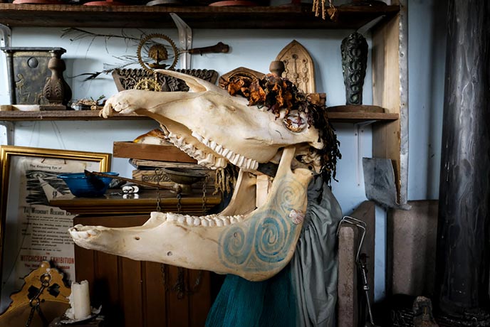 A horse's skull and various Cornish historic items at Gwithti An Pystri in Falmouth