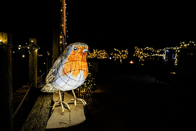 A beautiful paper lantern in the shape of a robin at the Lost Gardens of Heligan at Christmas in Cornwall